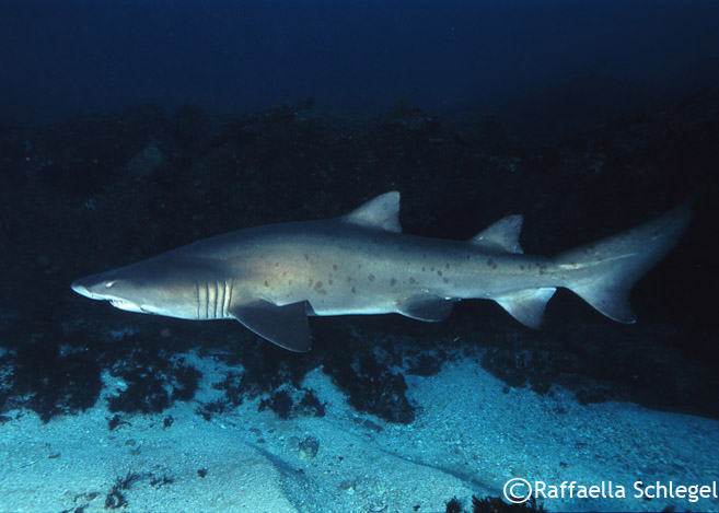 Sand Tiger Shark.jpg